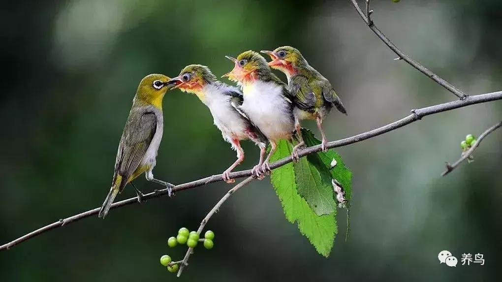 绣眼的正确喂养方法,野生的绣眼怎么喂养