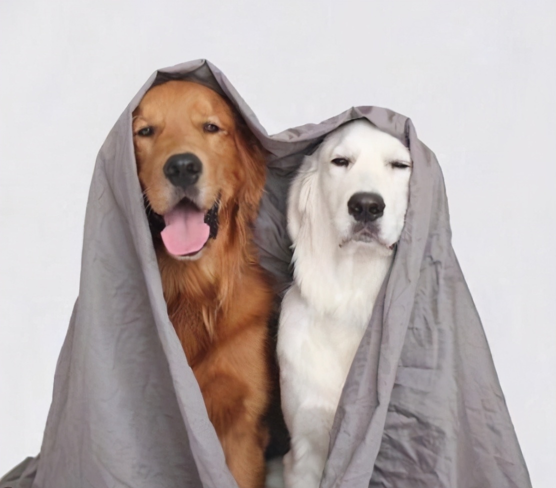 马犬养公狗和母狗最大的区别,养喜乐蒂养母狗好还是养公狗好