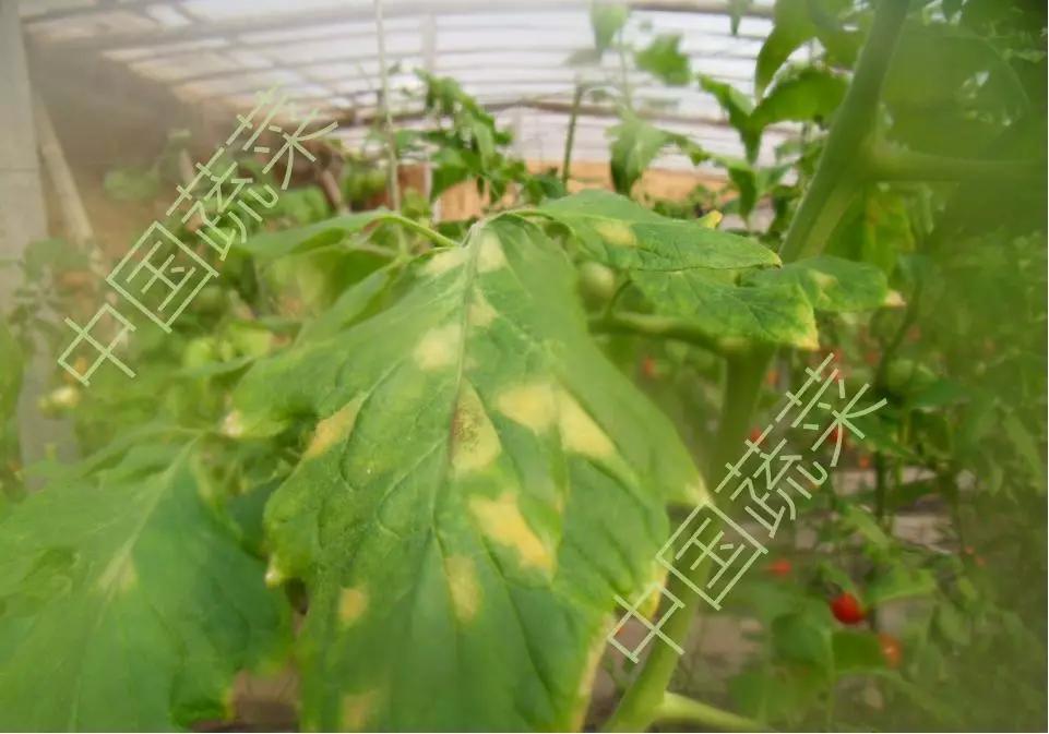 雾霾天气如何防治蔬菜病害,蔬菜低温病害及预防