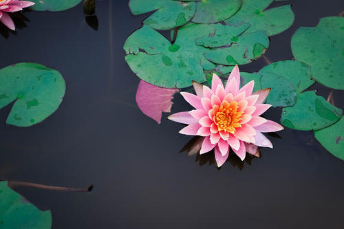 适合懒人养的喜阴的四季花,春夏秋冬特别适合养的养不死的花