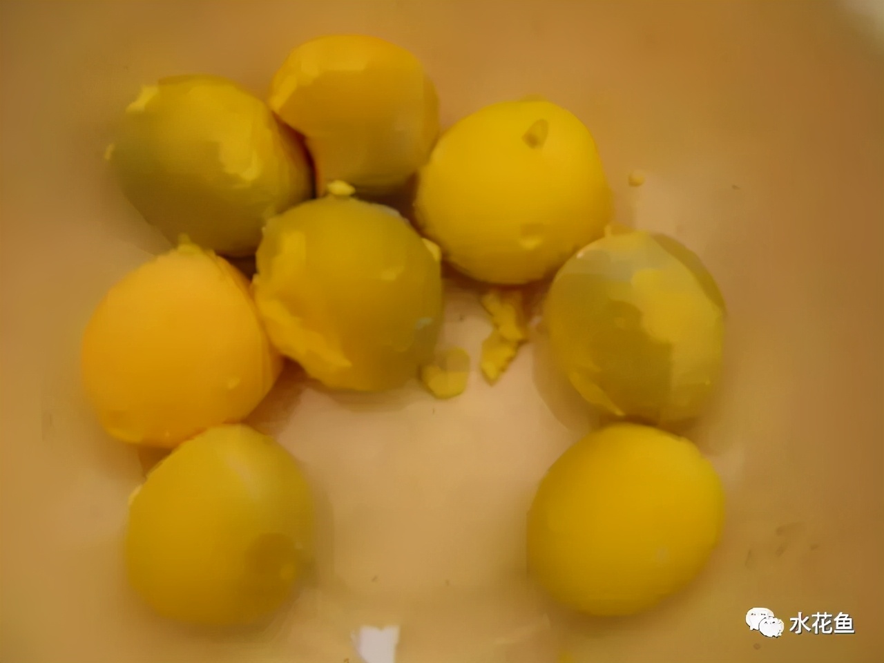 土塘水花鱼苗培育成活率,水花鱼苗养殖投喂什么饲料