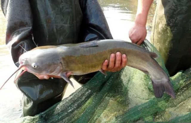 美国叉尾鮰繁殖快吗,叉尾鮰怎么路亚