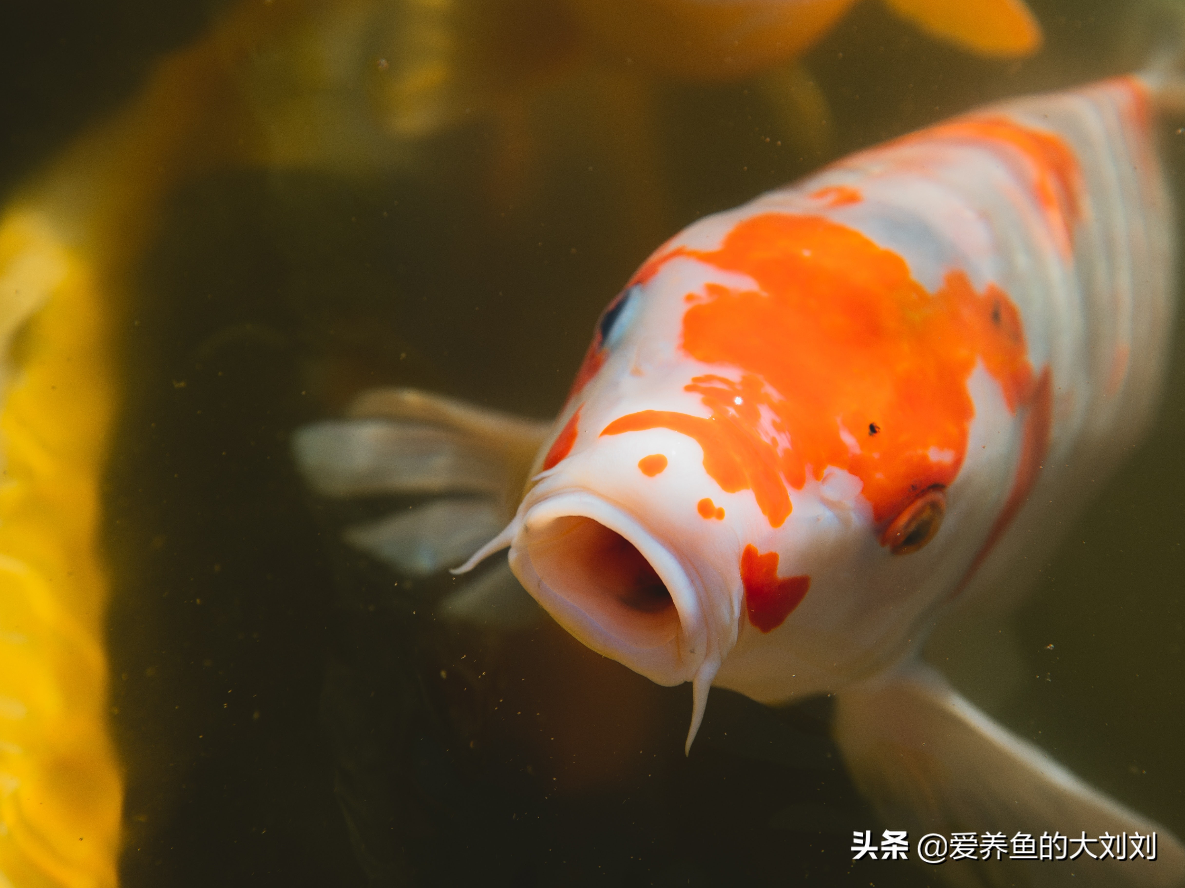 大蒜对锦鲤有什么好处,大蒜多久喂一次锦鲤