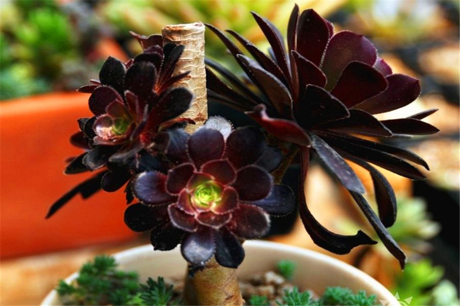 想让多肉出颜色,想让多肉快速上色