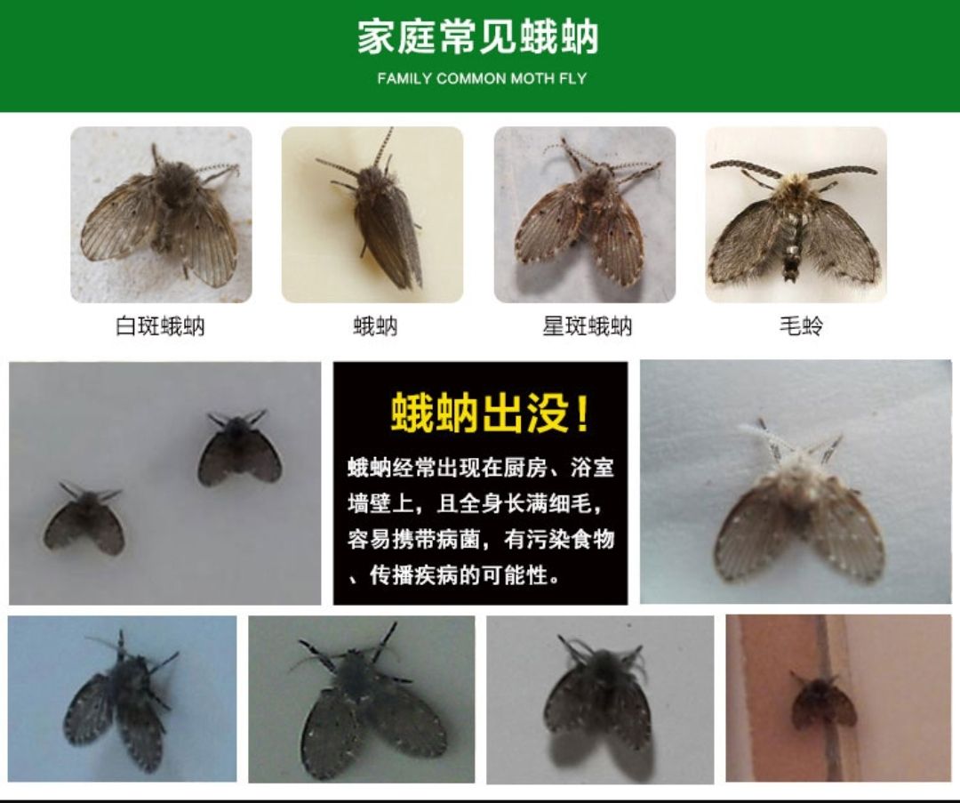 经典植物动物科普,常见植物对应的动物