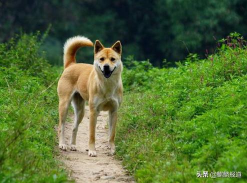 金毛禁养犬名单曲靖,曲靖麒麟区城区养犬标准规定