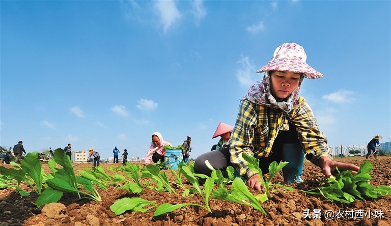 露天蔬菜种植怎样使用防虫网,蔬菜种植技术知识大全