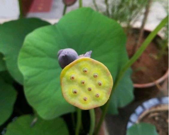 碗莲结了莲蓬怎样养?搞清楚这几点,花后养护更简单