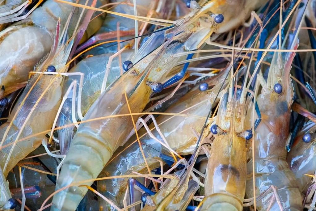 罗氏虾和基围虾区别哪个好,罗氏虾基围虾竹节虾区别