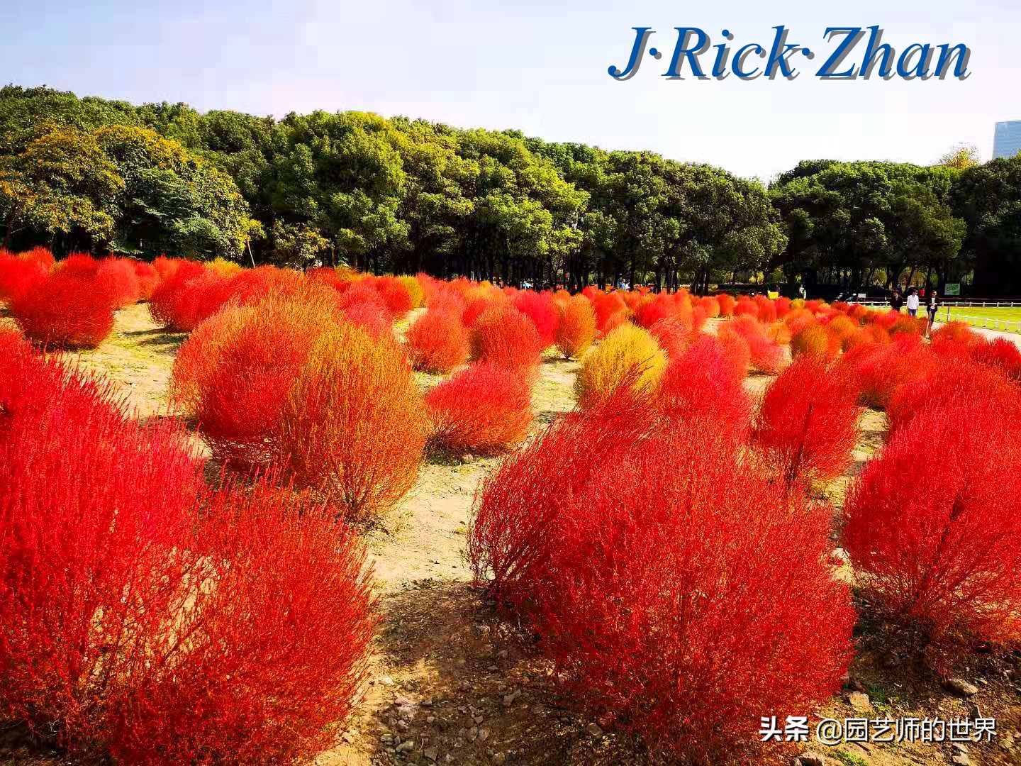 红色地肤草的种植方法,红地肤怎么养