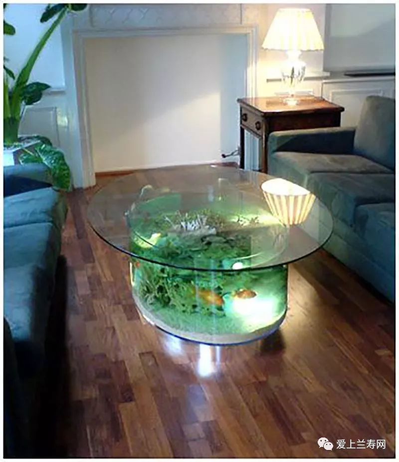 鱼缸五十种鱼,家庭鱼缸养什么鱼更容易存活