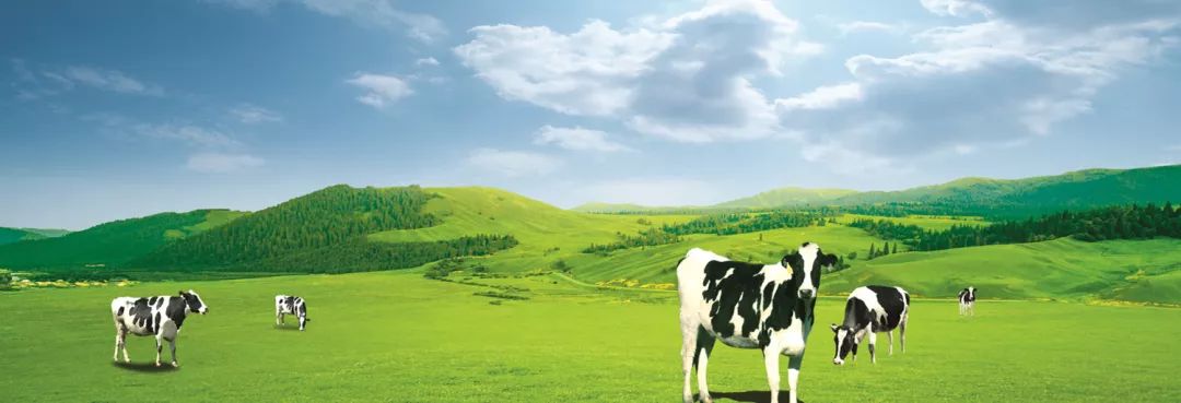 卫岗至淳有机生牛乳,卫岗牛奶新品种