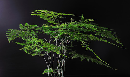 吸甲醛最好的四种植物,吸甲醛最好的植物