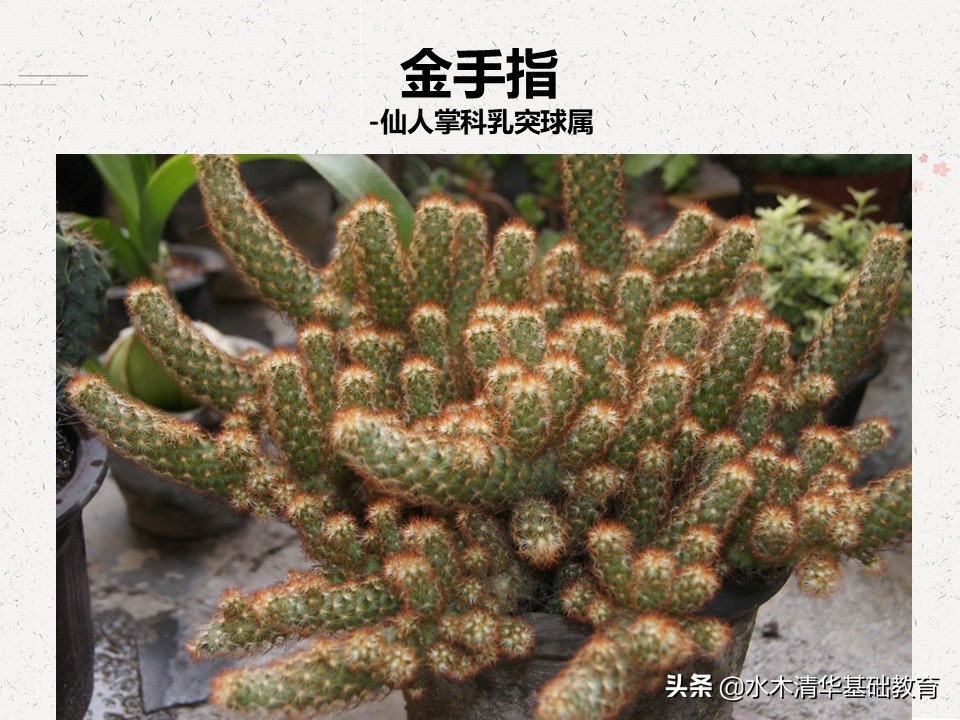 梦幻女王多肉植物百科图谱,原产地多肉植物图谱pdf