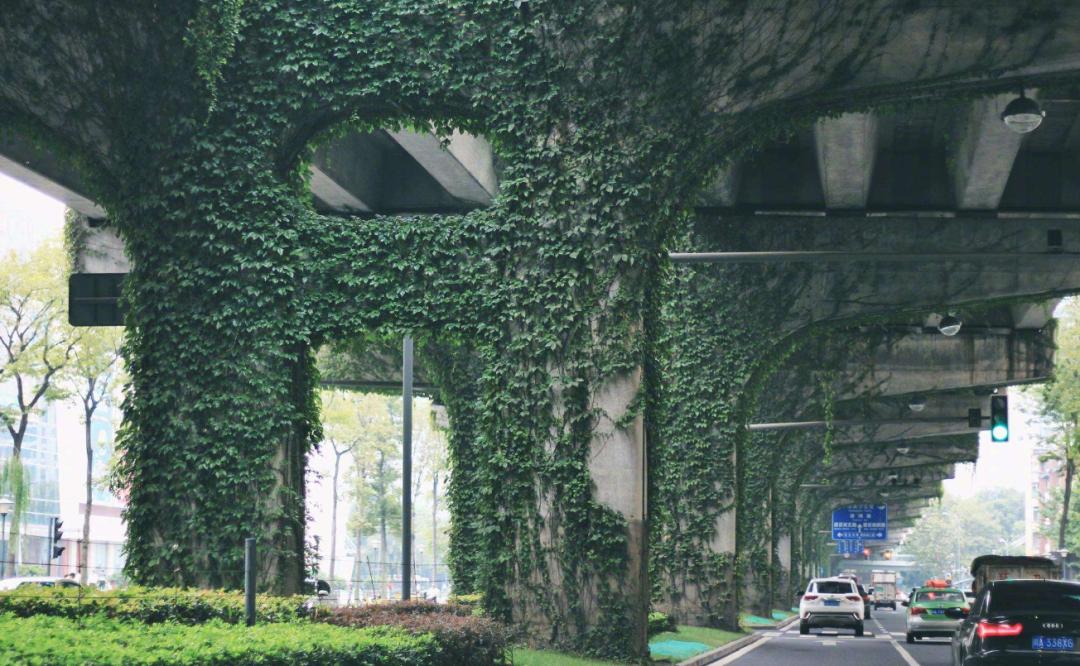 为什么城市高架桥下都要种爬山虎,我国高架桥为什么种爬山虎