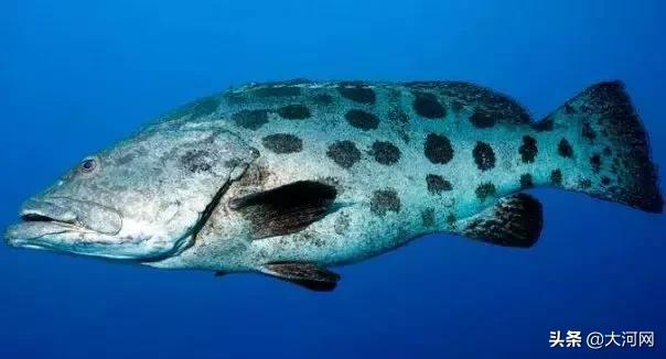 吃河豚鱼中毒能治好吗,吃河豚鱼中毒有救吗