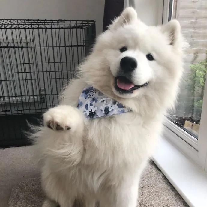 养狗值得吗知乎,新手养狗不建议养吗知乎