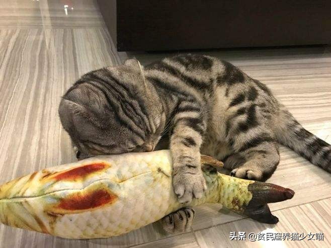 猫咪最爱的7款玩具,猫咪玩具排行榜前十名