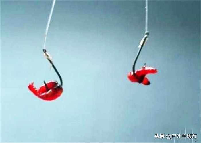 冬钓大板鲫，红虫多加点蓝鲫，鱼儿来得更快