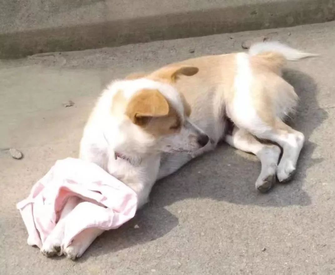 闉嬪瓙琚滃瓙琚埆浜哄伔,闉嬪瓙琚滃瓙琚伔