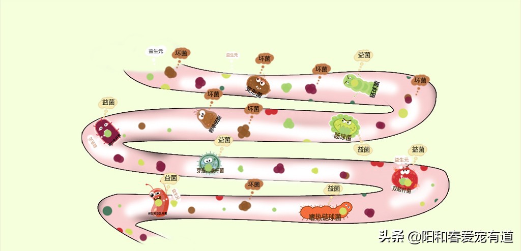 猫咪调理肠胃益生菌推荐,猫咪吃益生菌后反而呕吐