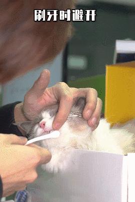 在办公室养猫是什么体验,不用牙膏只用牙刷给猫咪刷牙