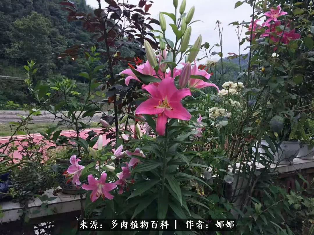 篱笆花开情常在，守你一生不变！