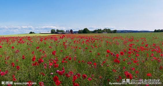 如何高效记住语文基础知识,大一语文基础知识详细笔记