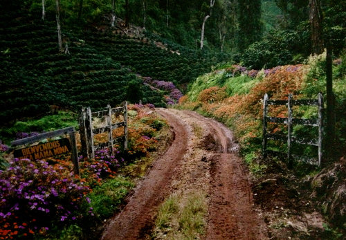 肯尼亚咖啡豆产区,世界四大产区顶级阿拉比卡咖啡豆