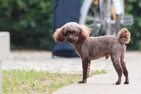 泰迪长癣了怎么回事,泰迪长癣了怎么办