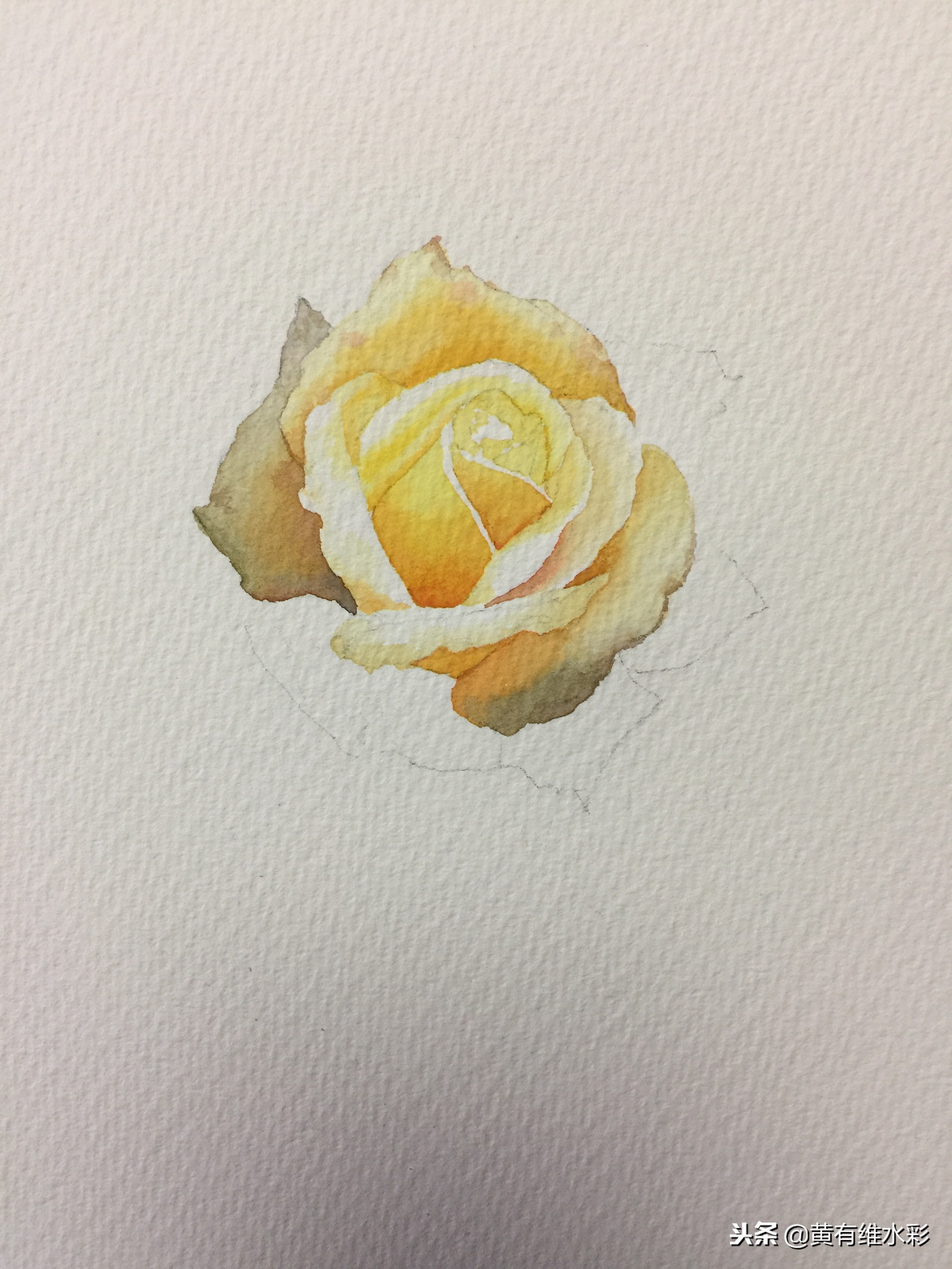 零基础入门水彩的基本画法,黄玫瑰水彩晕染