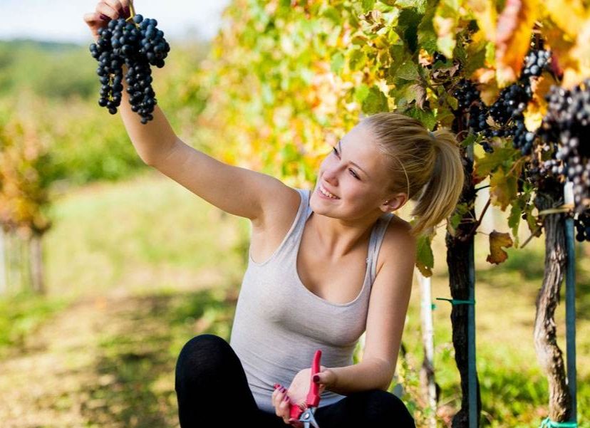 为什么孕妇不能摘树上的果实,孕妇摘过的果树有什么说法