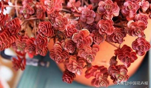 花园必备植物大全,花园常用植物科普