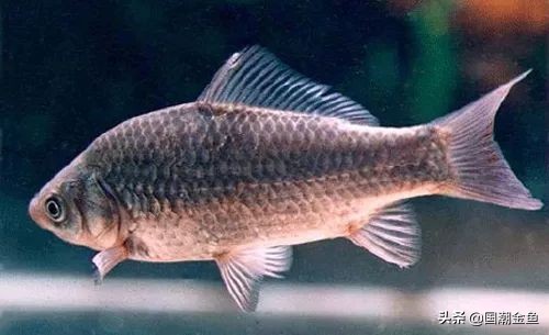 它曾是家家户户院里的“小宠儿”，那些时代是否已经一去不复返？