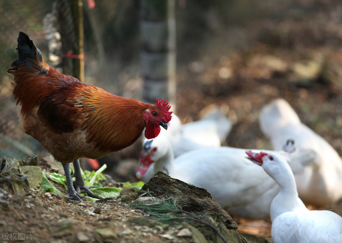 辣椒粕鸡饲料怎么用,辣椒粕喂鸡的利与弊