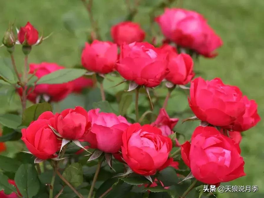 抗病性好的月季推荐,哪些月季品种抗病强