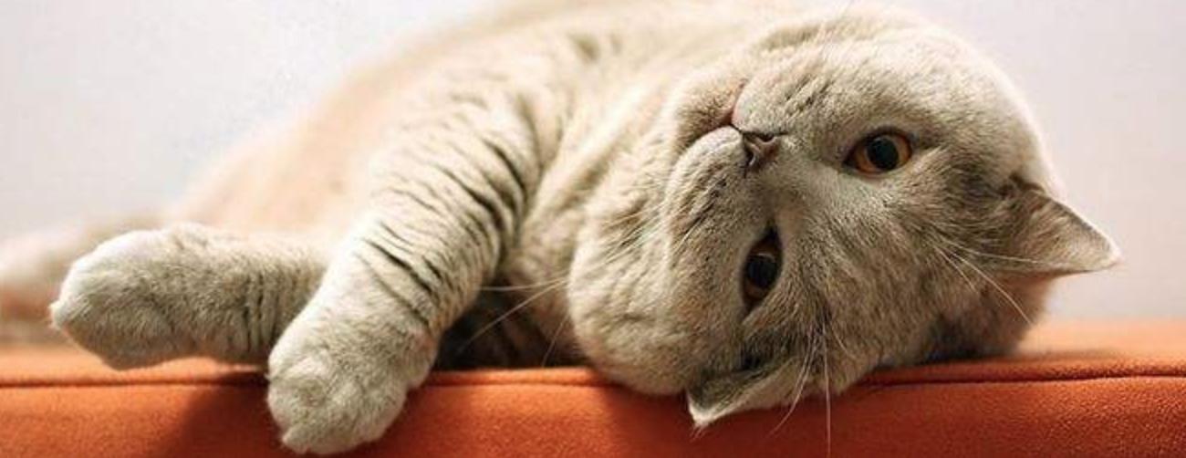 猫咪发生的可怕事件,猫咪突发事件视频大全