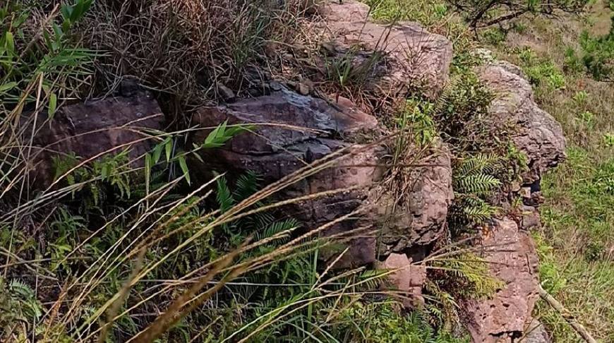 蜜蜂喜欢在什么样的地方居住,蜜蜂一般在野外哪些地方