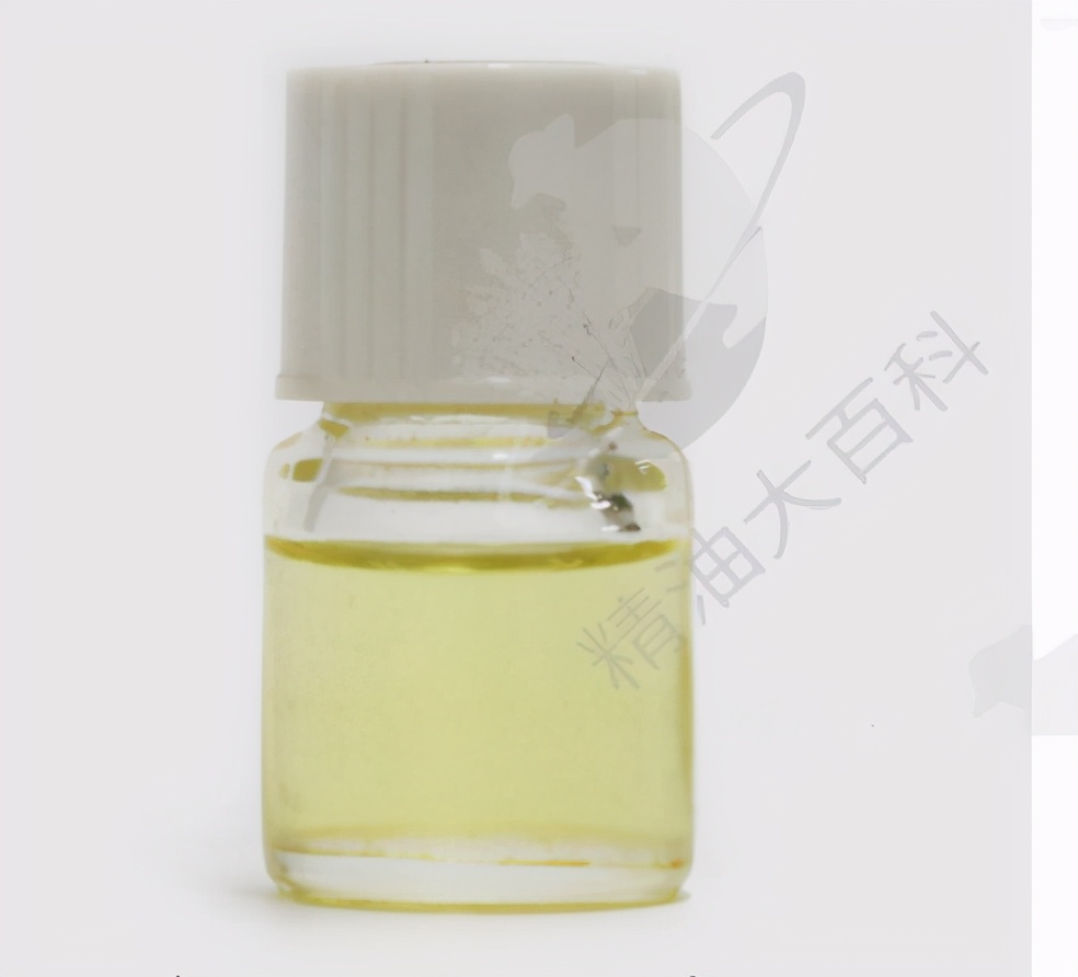 绿薄荷香薰精油作用 (绿橘香氛精油怎么用)