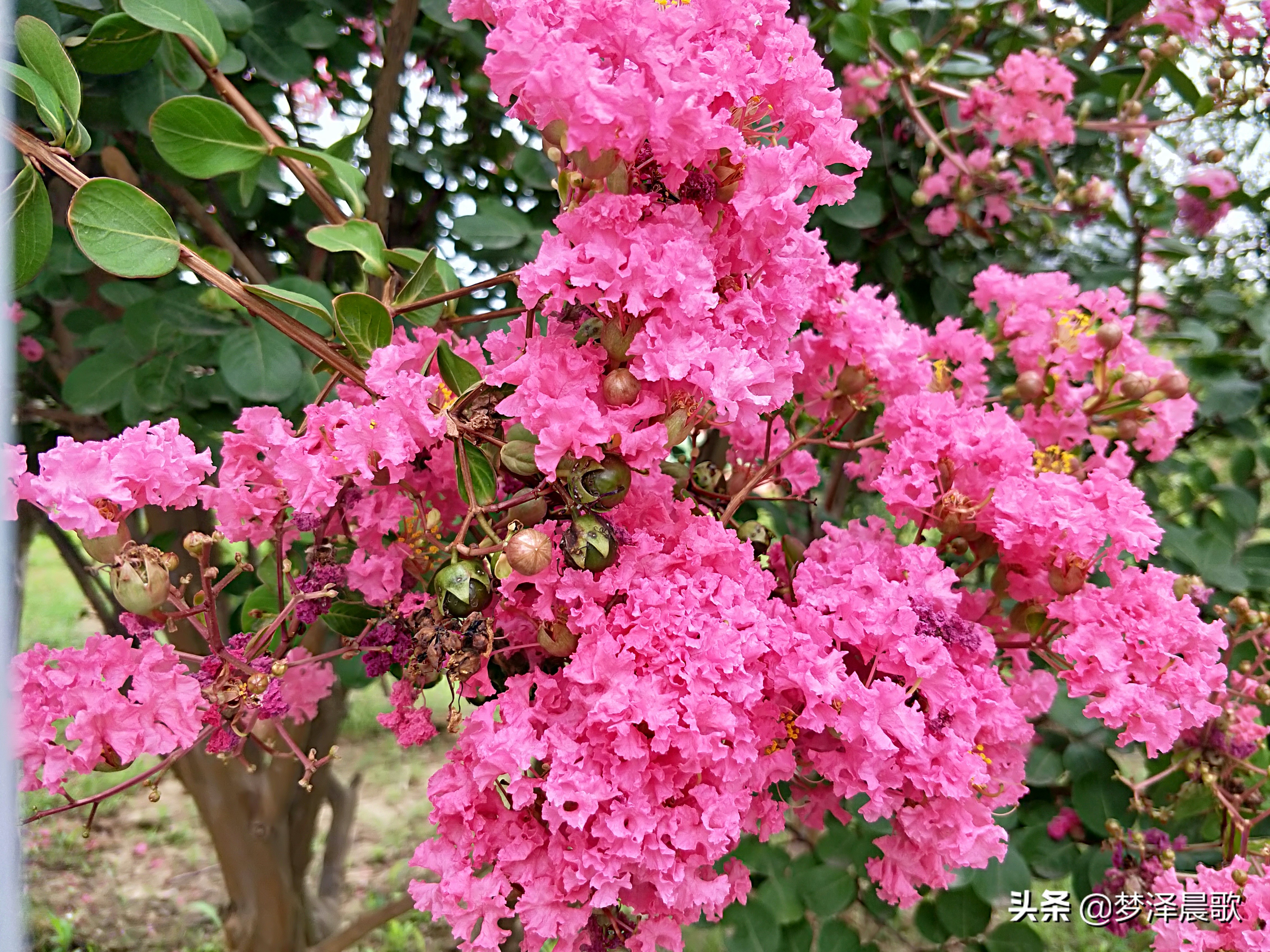 云梦县黄香小学好吗,云梦县黄香小学全貌图