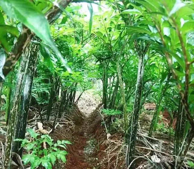 种植魔芋和种植石菖蒲哪个更赚钱,种植一亩魔芋一年能挣多少钱