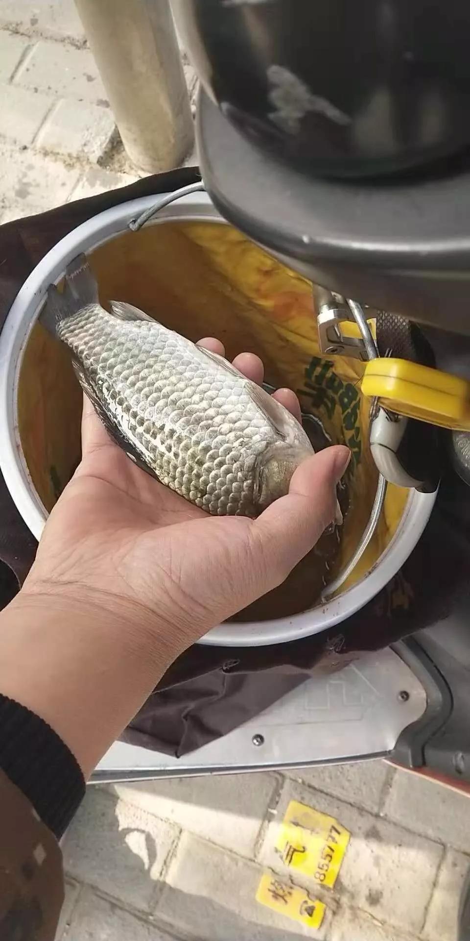 走水无敌小软尾浮漂野钓实战,野钓水深3米走水用吃铅几克浮漂