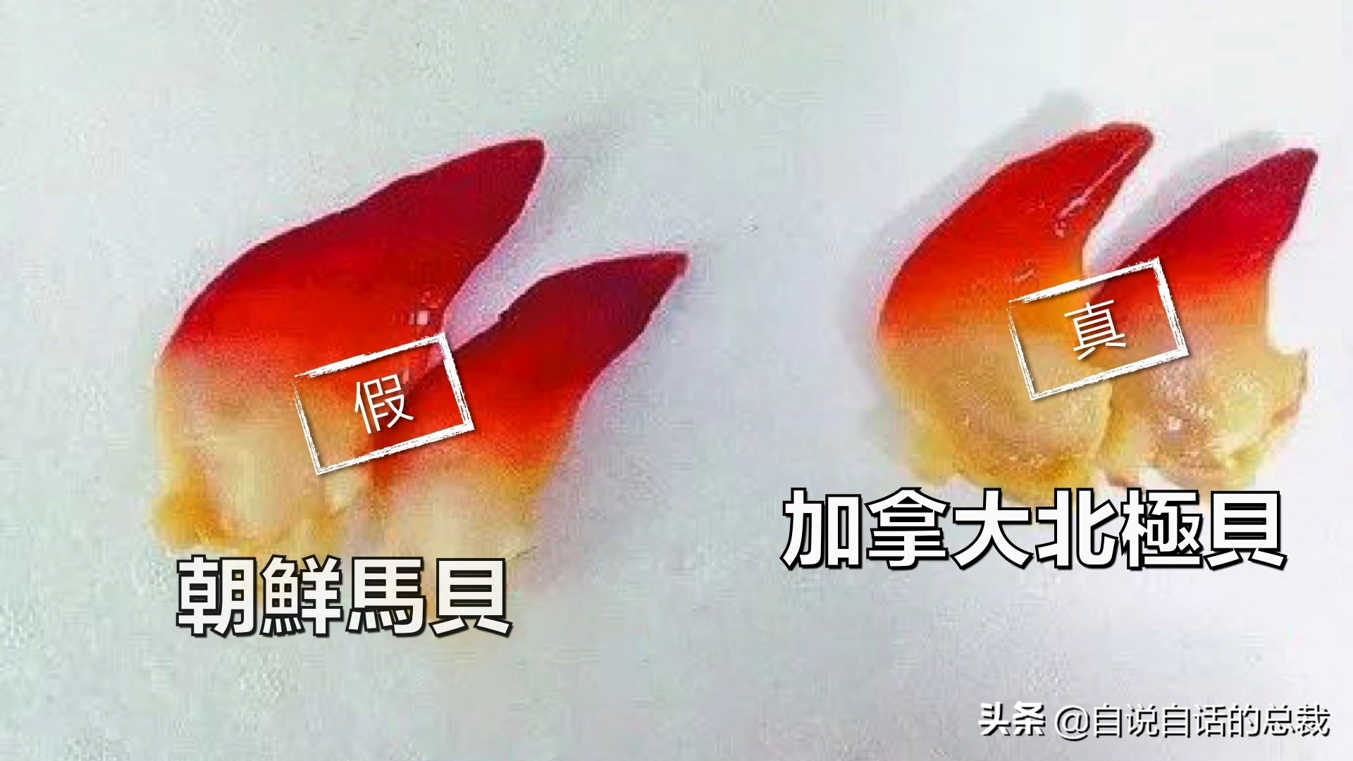 蛏子与小人蚬的区别,贻贝蛤蜊有什么区别