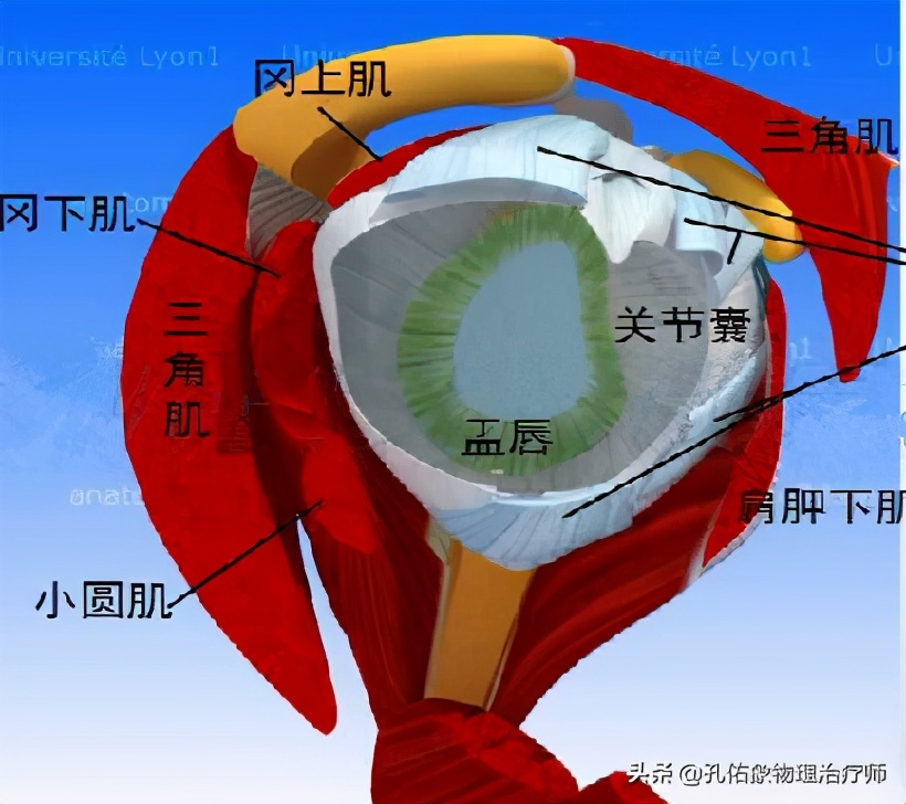 什么原因引起肩周炎手臂活动受限,引起肩周炎疼痛是什么原因