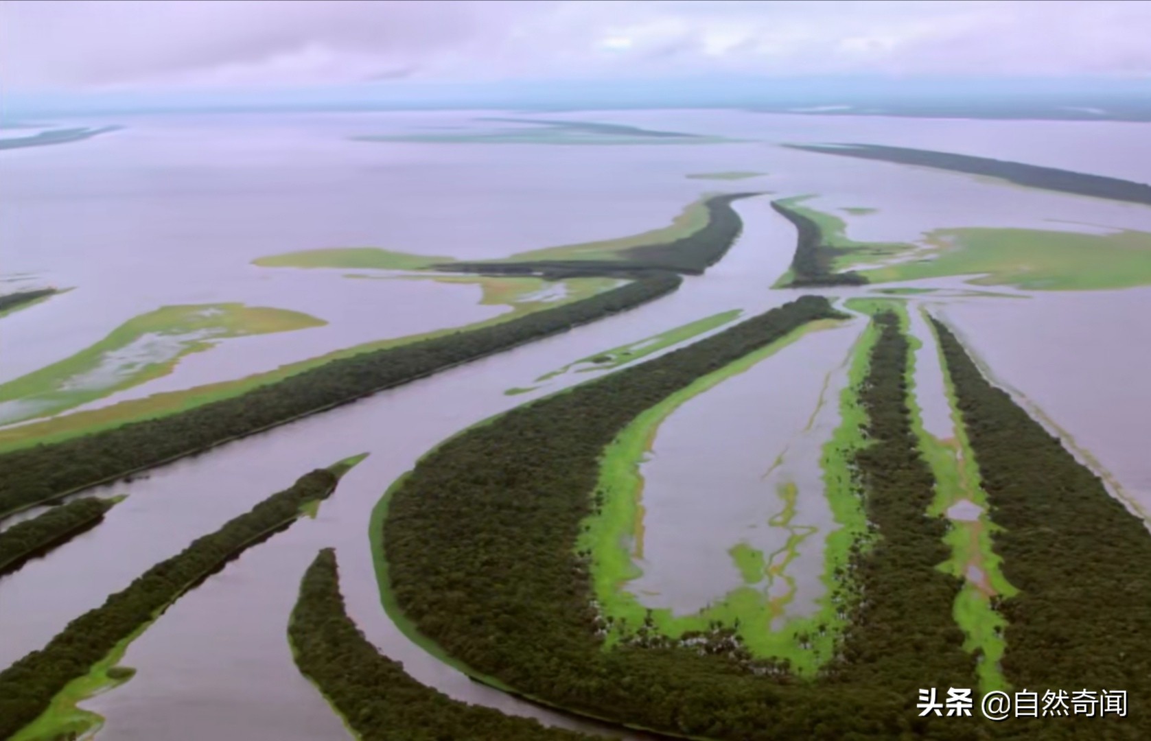 亚马逊有多少动植物,亚马逊盘点