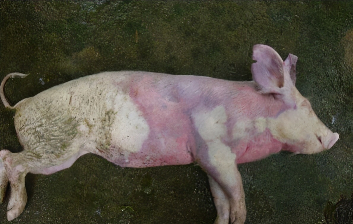 育肥猪耳朵发紫会是蓝耳病吗,蓝耳病猪耳朵为何会发紫