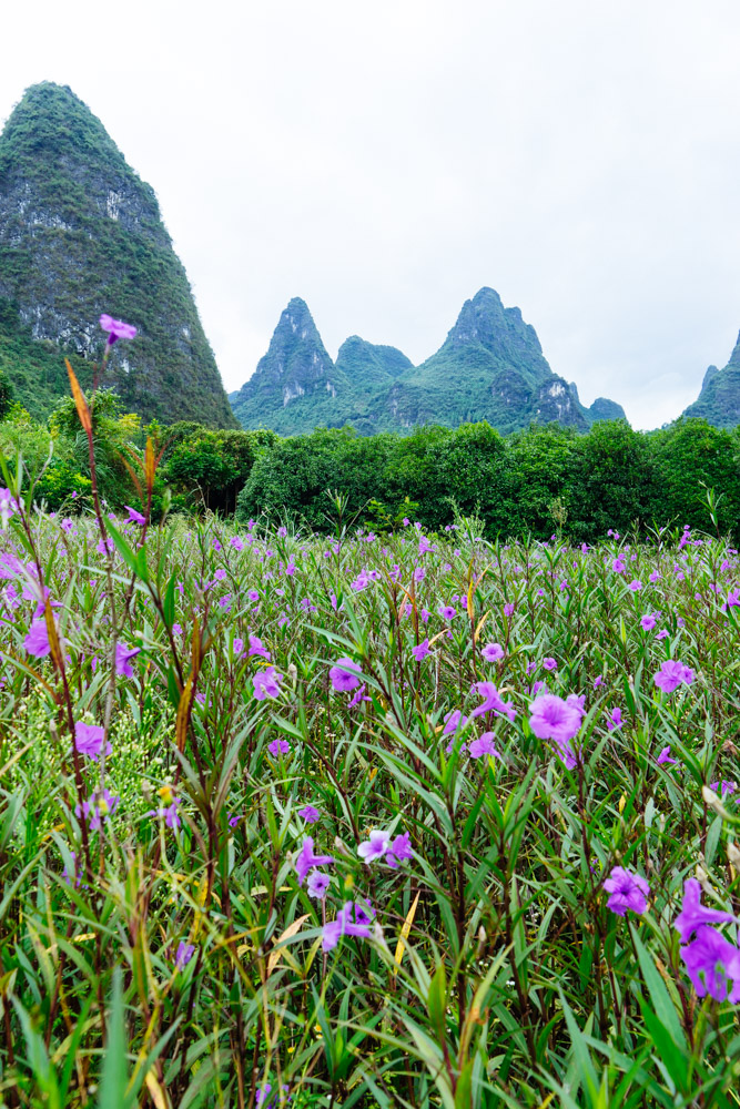 桂林旅游有没有租电瓶车的,桂林租电动车旅游
