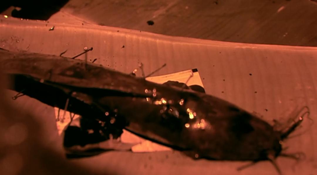 泰国的恐怖片才是真正的恐怖片,泰国恐怖片才是真正的恐怖片