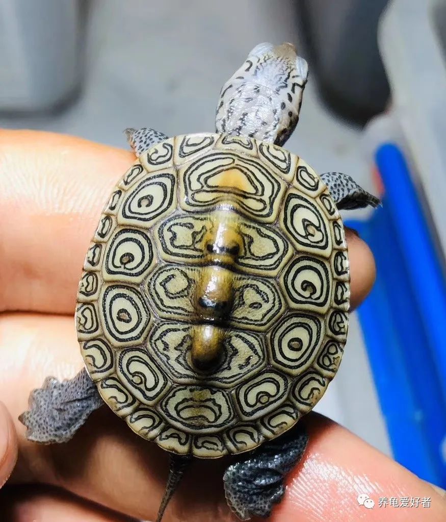 钻纹分类大全,钻纹基础知识