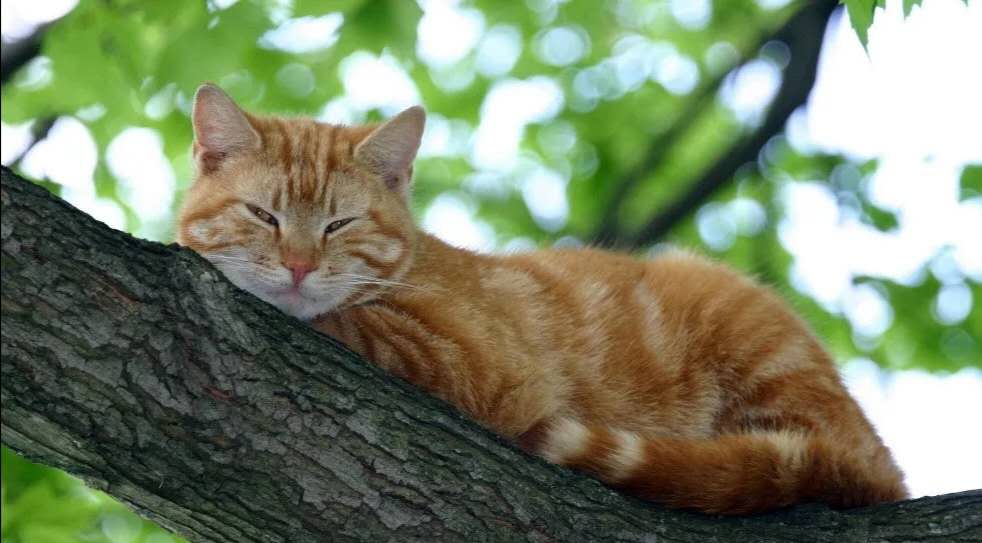 猫咪需要挤肛门腺的症状,猫咪需要挤屎